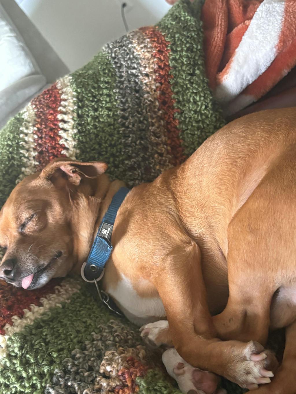 Longevity+ For Small Dogs  |  (24lbs or less)