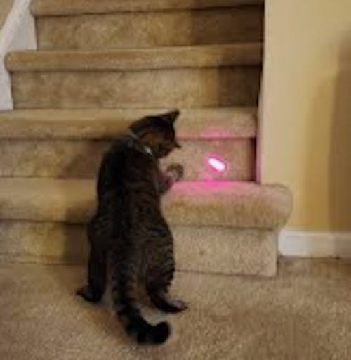 Laser Pointer Collar for Cats Interactive