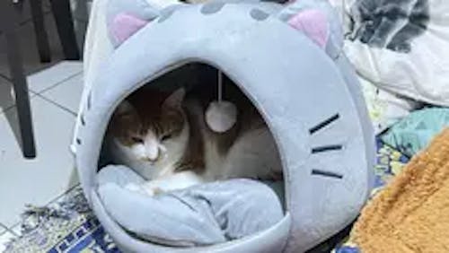 Snuggle Dome™ – The Purr-fect Hideaway for Your Fur Baby!