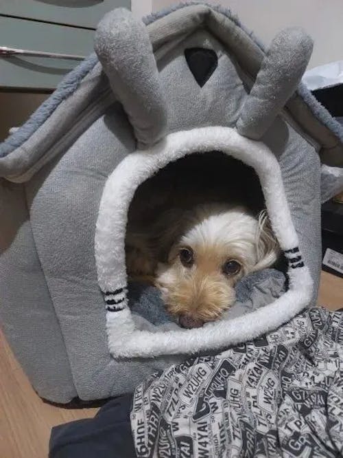 Mansion Woof & Meow – The Fluffiest Home Away From Home