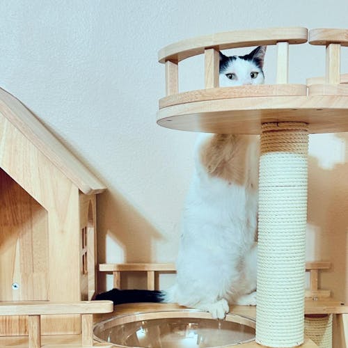 Rubberwood Cat Tree, Cat Tower 34.6''*15.7''*42''