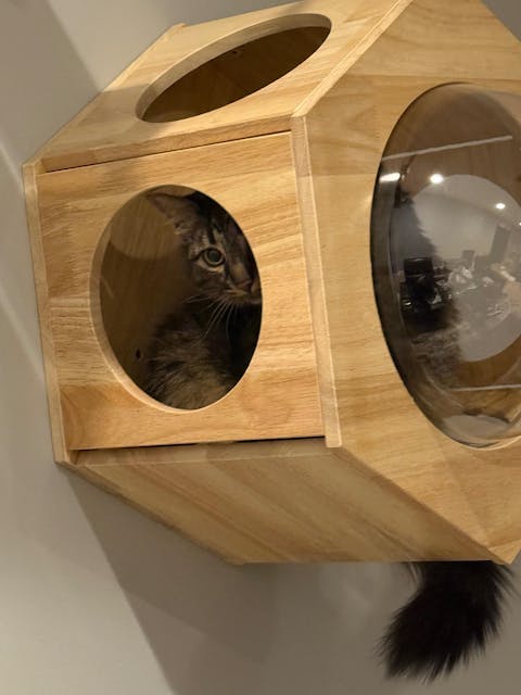 PETOMG Cat Tree Floor to Ceiling, Rubber Wood, No Drilling, Adjustable Height(89.4'' - 109'')
