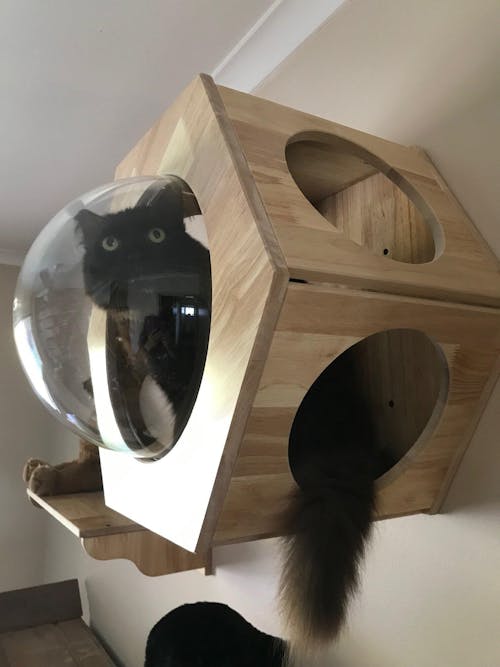 PETOMG Cat Wall House, Cat Perch, Large Cat Shelf with Spaceship| Rubberwood