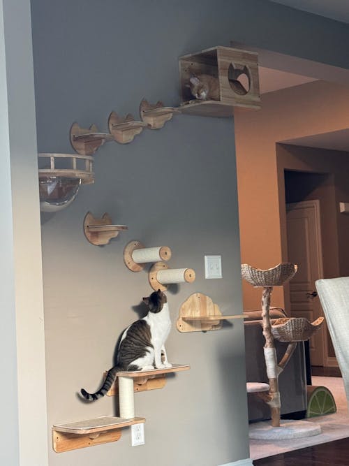 PETOMG Cat Wall Steps, Cat Shelf, Cat Ladder, Cat Walks| Rubberwood