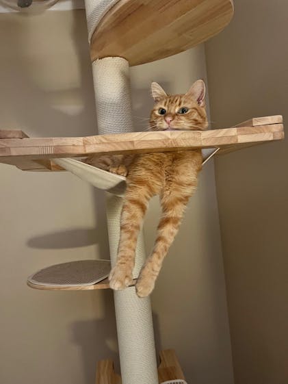 Cat Lovers Kitty Hollow Cat Tree PETOMG Cat Shelf Wall, Cat