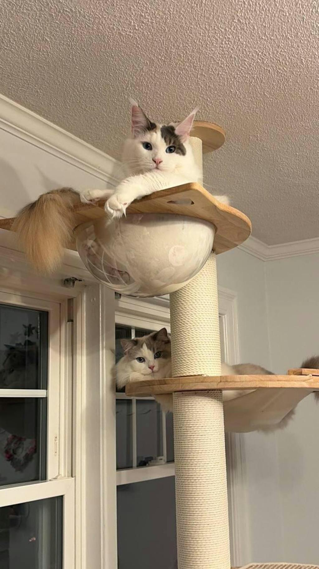 PETOMG Adjustable Floor to Ceiling Cat Tree | Modern Cat Tower for Large Cats