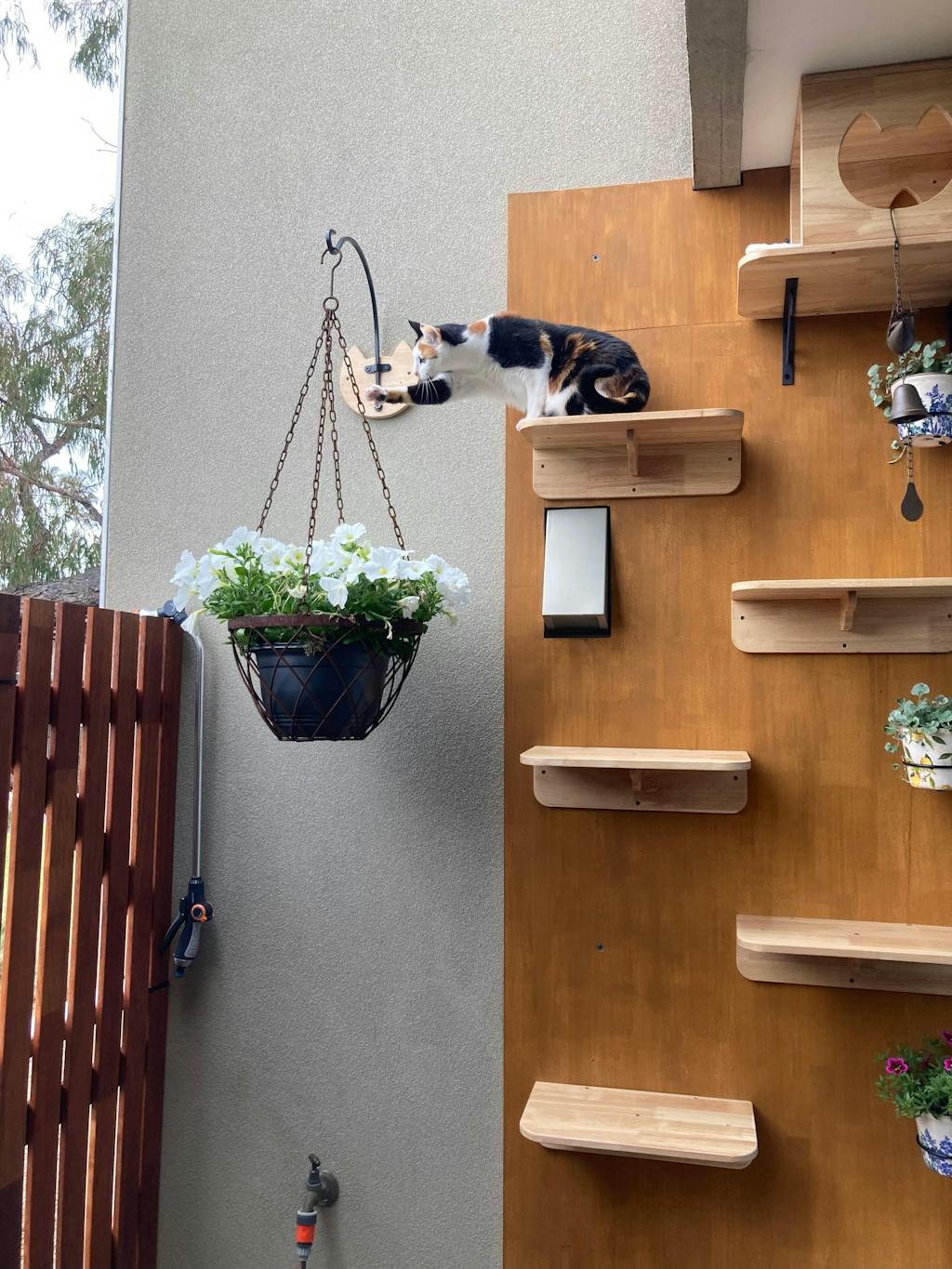 PETOMG Cat Wall Steps, Cat Ladder, Cat Walks, Cat Climbers for Walls| Rubberwood