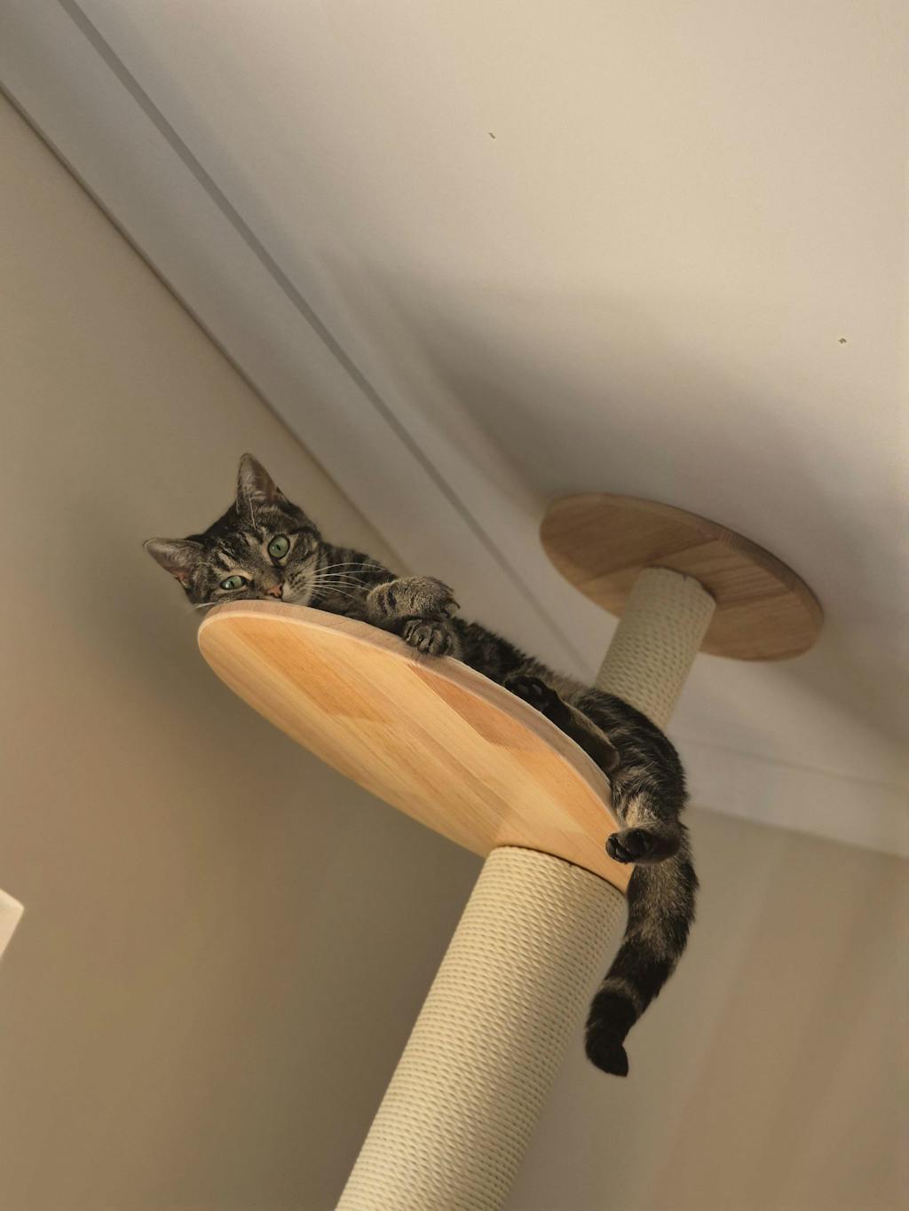 PETOMG Cat Perch, Cat Space Capsule, Cat Bed Furniture, Cat Wall Mounted | Rubber Wood