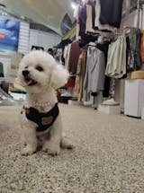 犬猫用ハーネス＆リードセット｜小型犬・中型犬対応｜通気性抜群＆逃げにくいデザイン｜Petopop