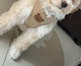 犬猫用ハーネス＆リードセット｜小型犬・中型犬対応｜通気性抜群＆逃げにくいデザイン｜Petopop