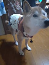 犬猫用あったかフランネルパジャマ☆小型〜超大型犬対応（M〜7XL） – PetoPop