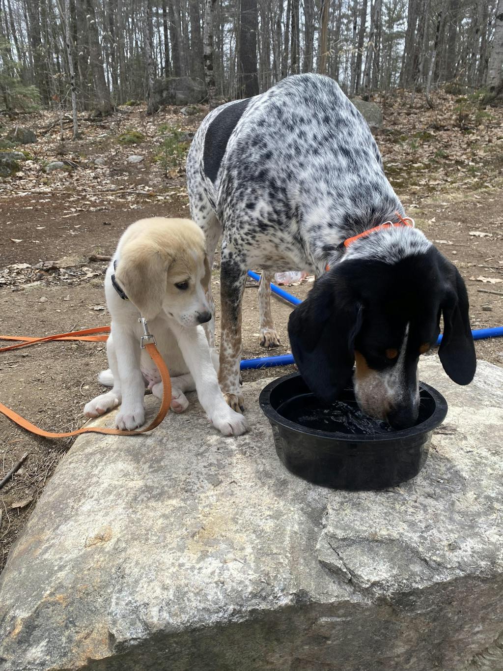 No Shock Humane Rechargeable Water Resistant Remote Control Collar, So PetPawsabilities