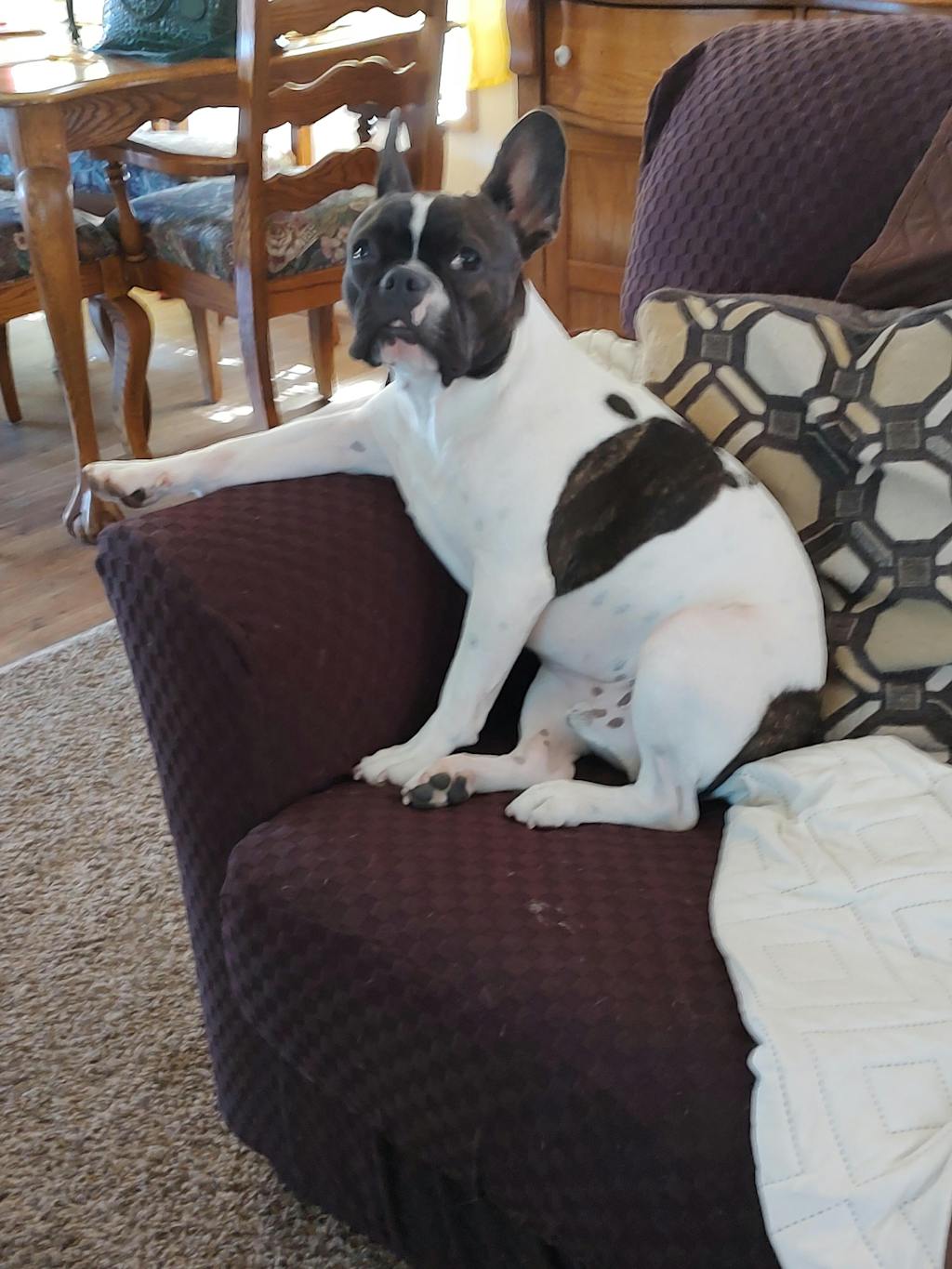 No Shock Humane Rechargeable Water Resistant Remote Control Collar, So PetPawsabilities