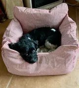 Premium Hunde Autositz mit Sicherheitsgurt