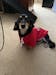 Gobble Till You Wobble Dog Hoodie