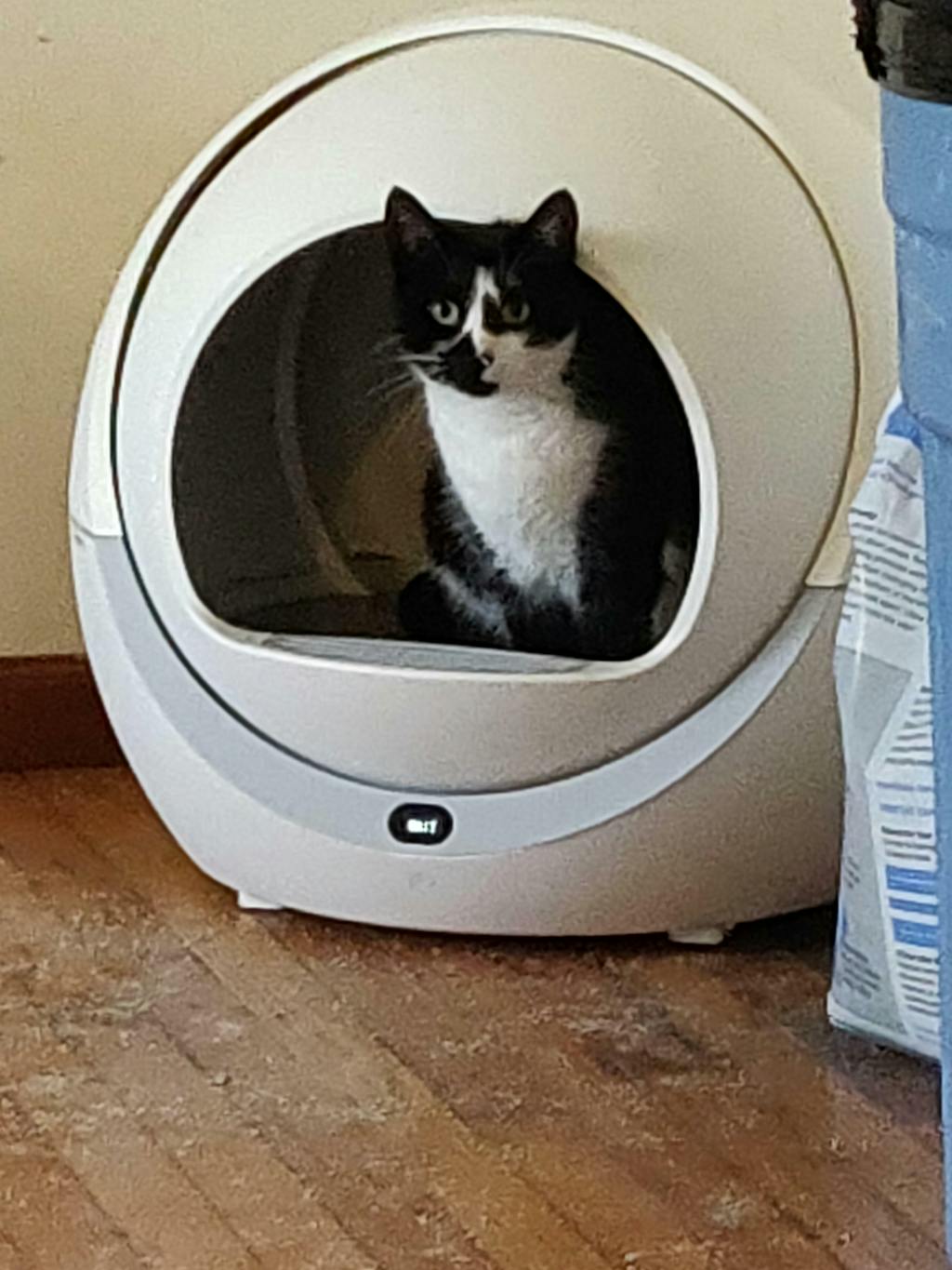 Petree Self Cleaning Litter Box Automatic Cat Litter Box