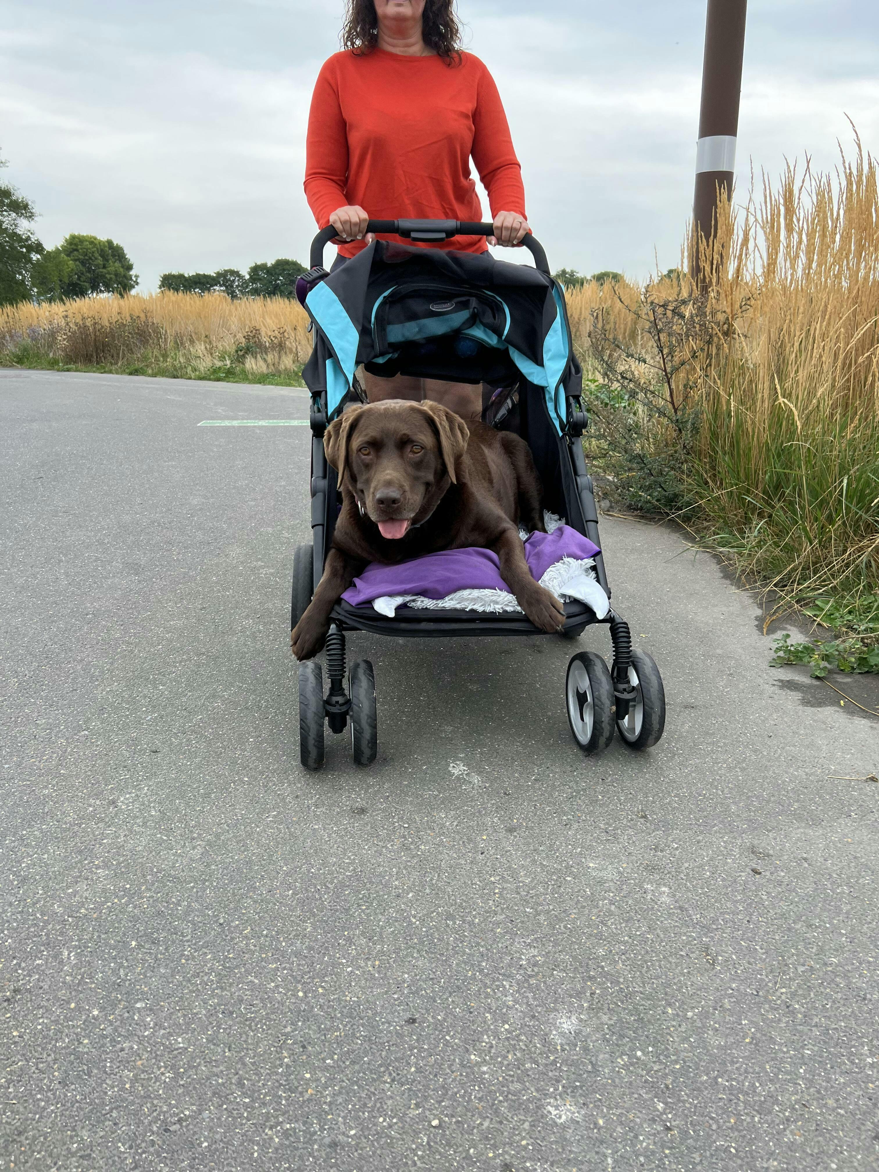 InnoPet® Mamut >50kgs XLarge Dog Pram UK, Dog Stroller IPS038 Pets