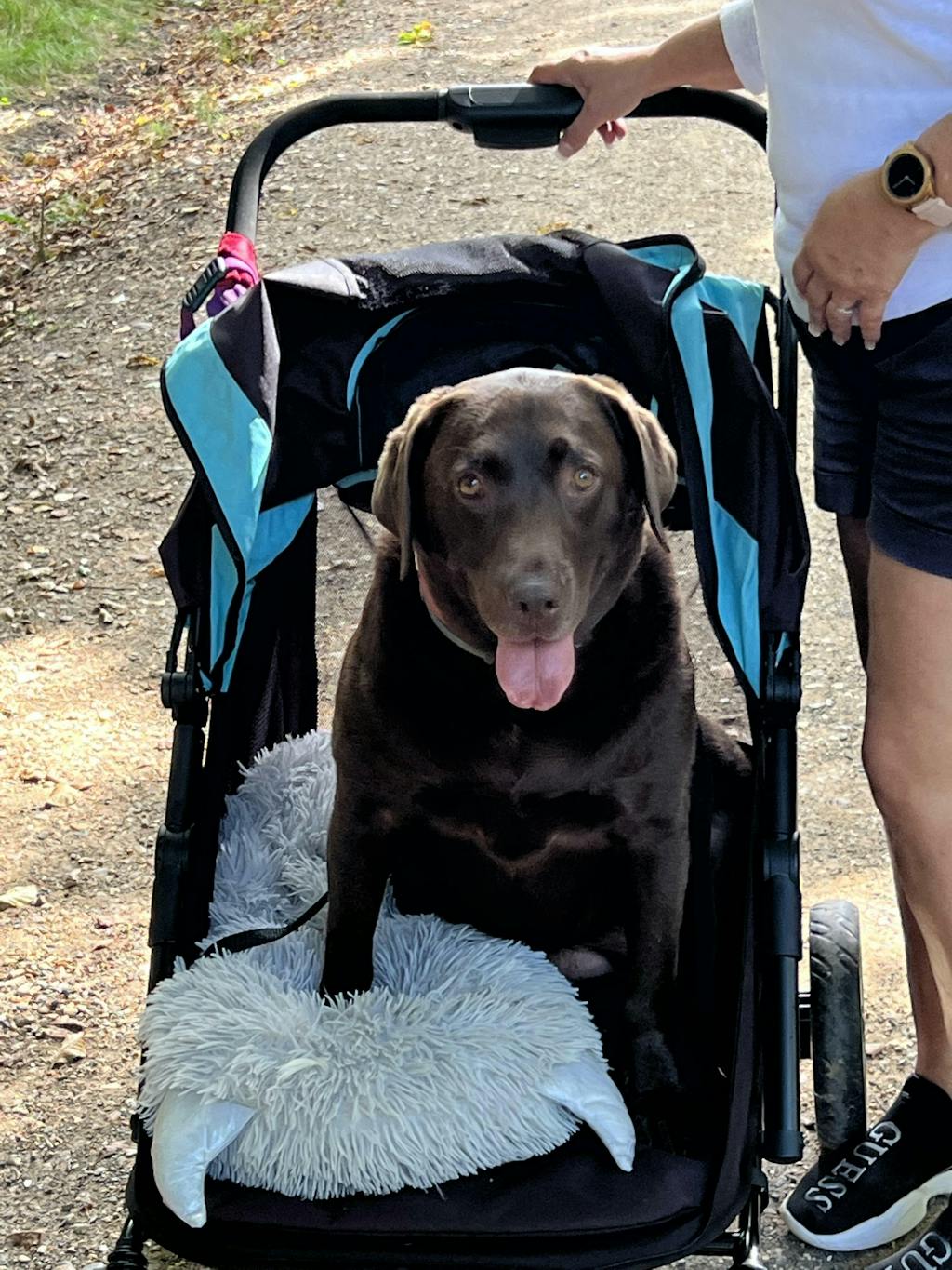 InnoPet® Mamut >50kgs XLarge Dog Pram UK, Dog Stroller IPS038 Pets