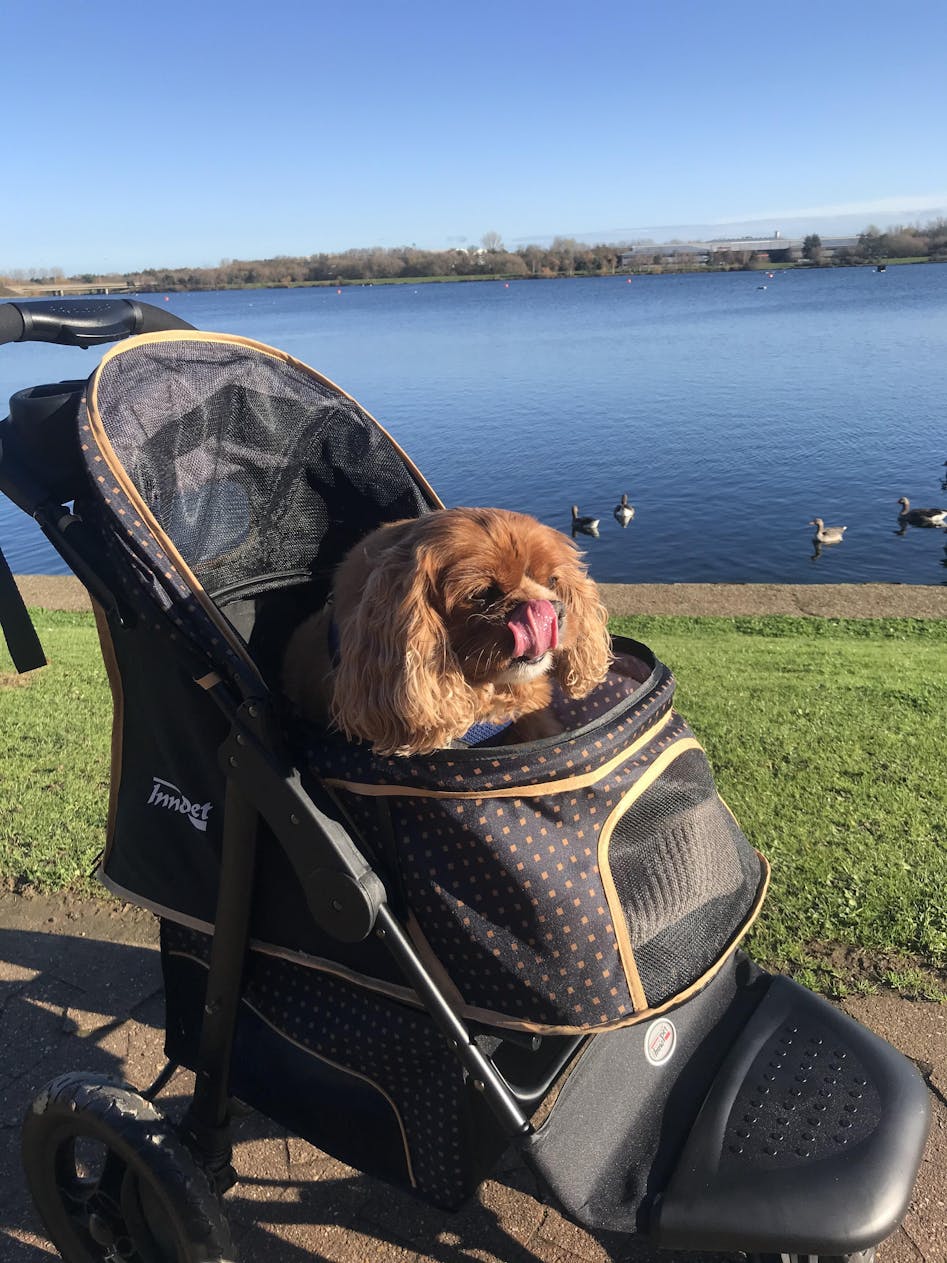 Dog sales stroller reviews