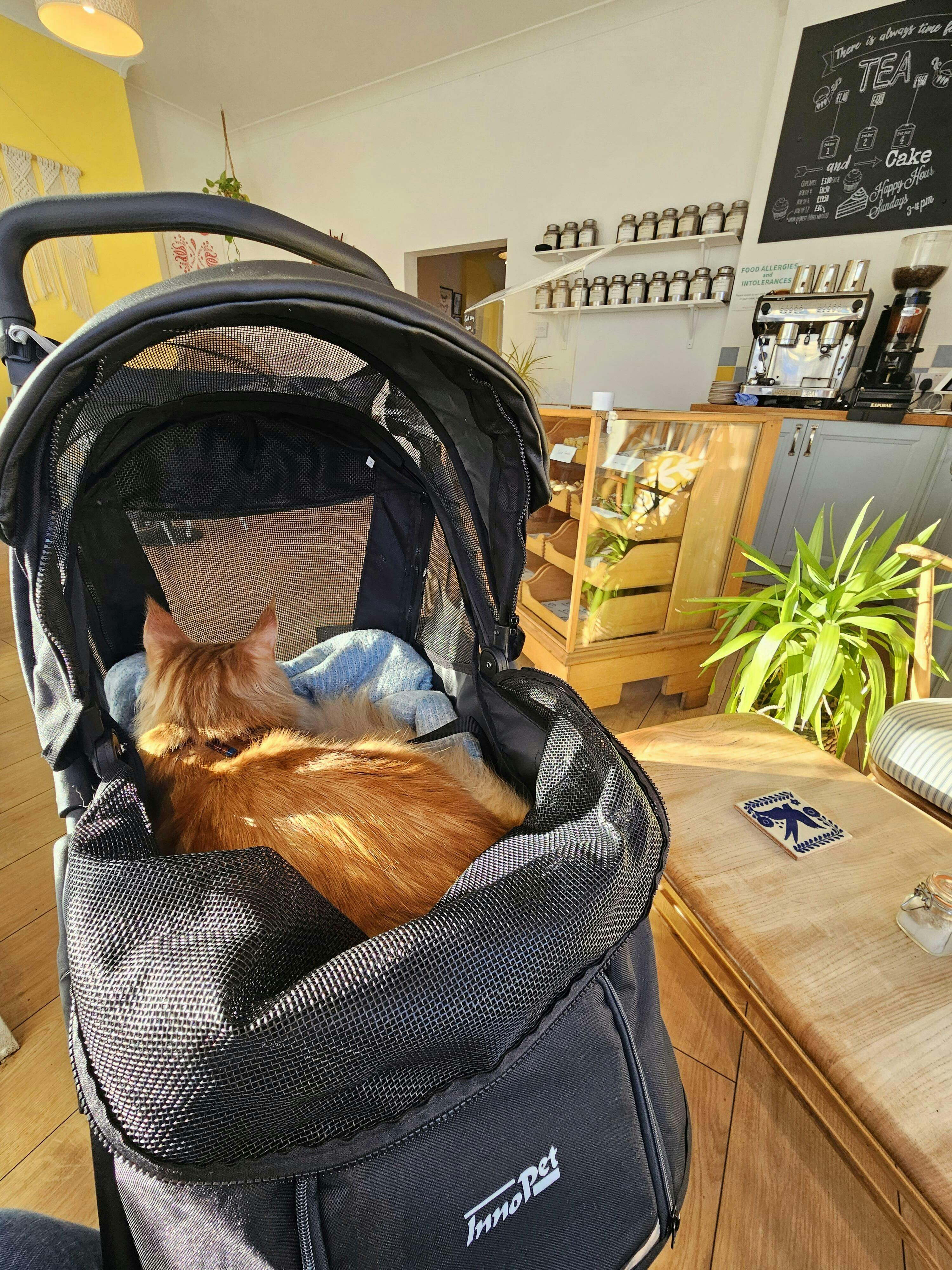 Rural king outlet cat carrier