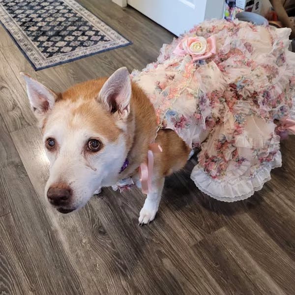 3D Rose Removable Long Trailing Pet Dress