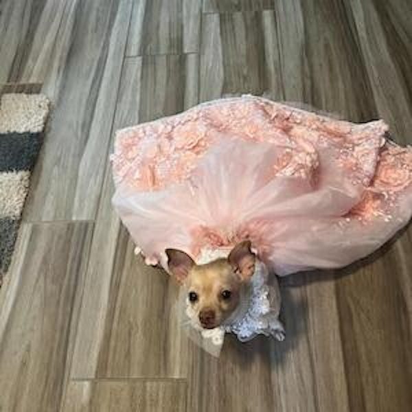 Pink 3D Floral Wedding Gown for Dogs/Cats – Long Train