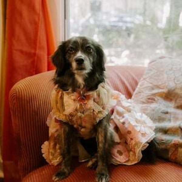 Handmade Dog Dress with 3D Embroidered Sunflower Tulle - Long - Tail Gown