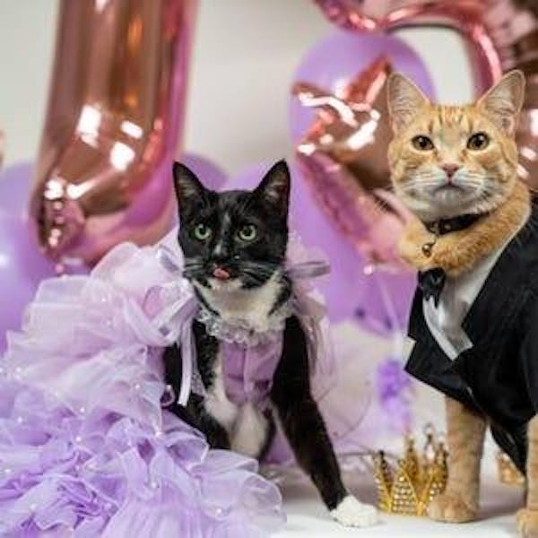 Violet Flower Pearl Dress for Dogs/Cats - Removable Dress