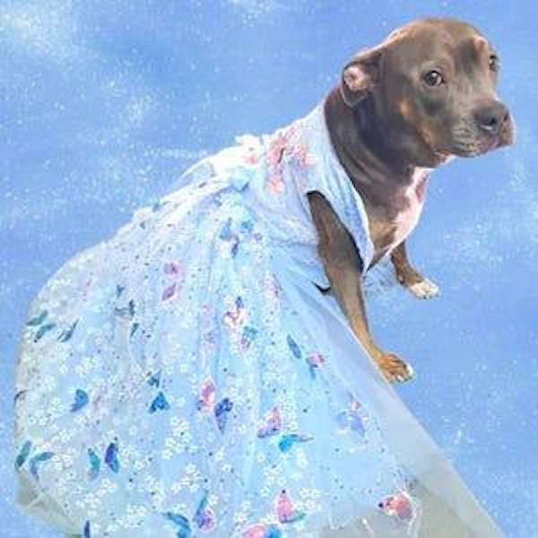 Blue Daisy Sequin Trailing Exquisite Wedding Dress for Dogs