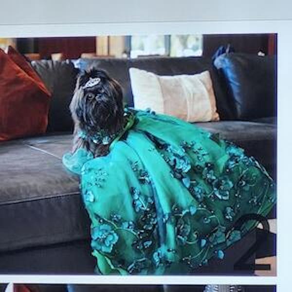 3D Flower Pearl Long Trailing Pet Wedding Dress