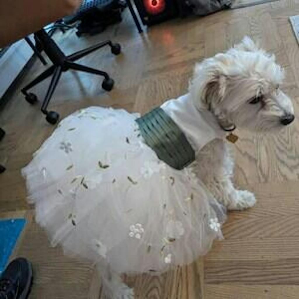 Custom Dog Wedding Dresses in Organza and Tulle with Embroidered Name