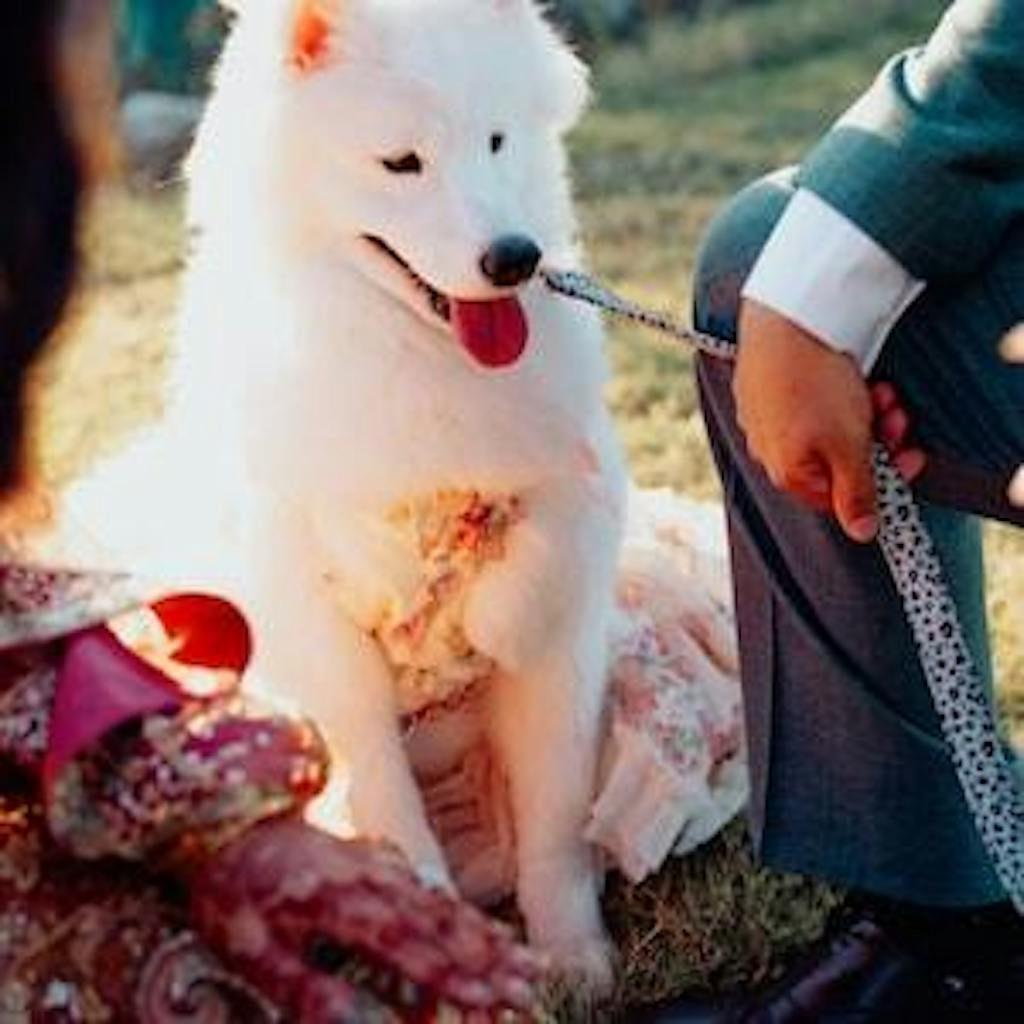 3D Rose Removable Long Trailing Pet Dress