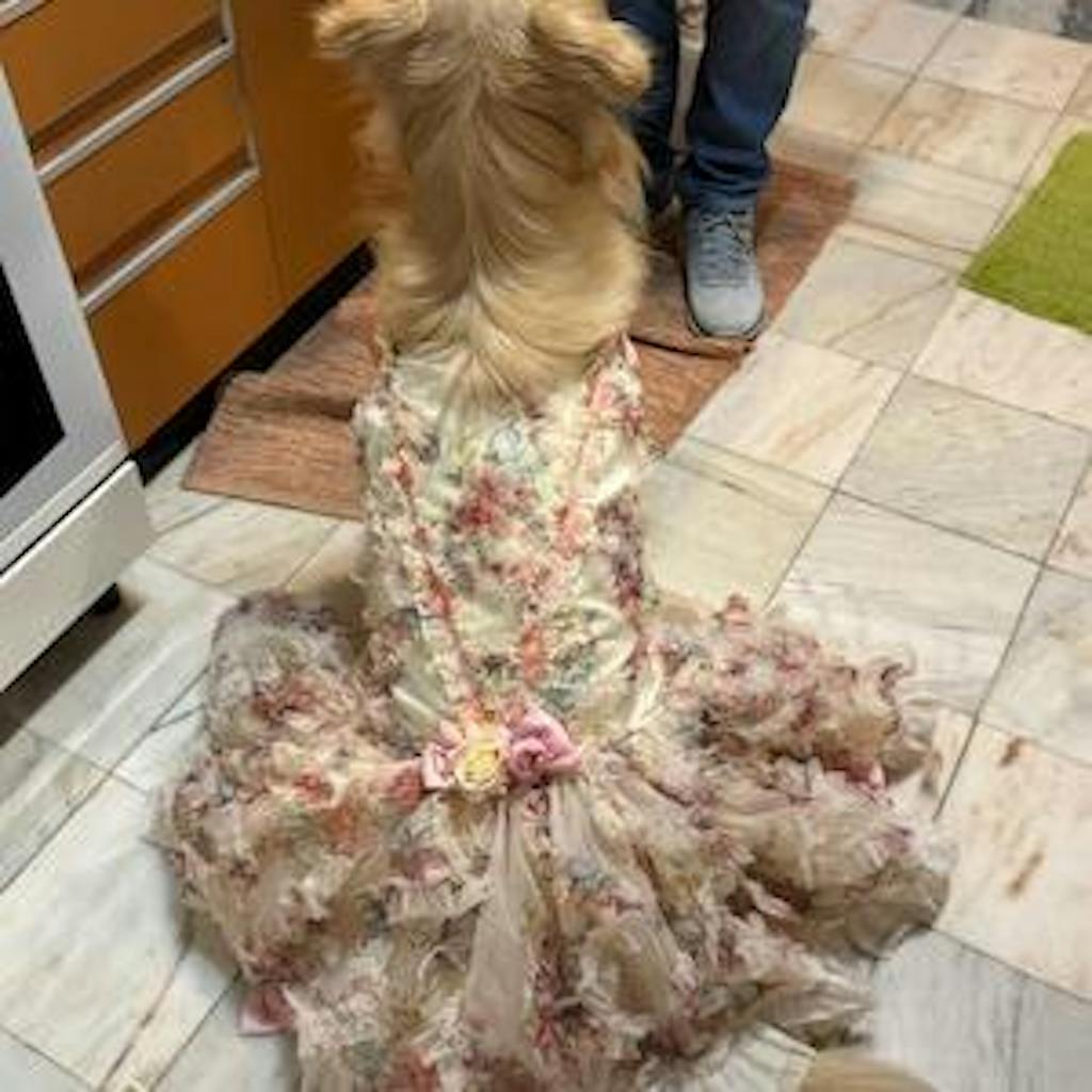 3D Rose Removable Long Trailing Pet Dress