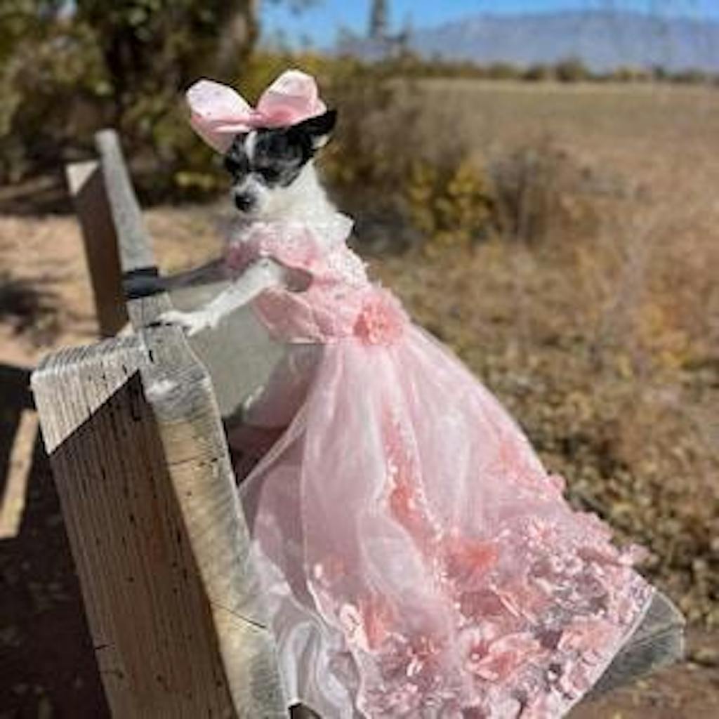 Pink 3D Floral Wedding Gown for Dogs/Cats – Long Train