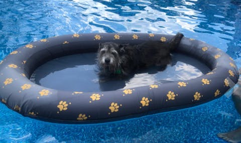 Dog Float Raft - Inflatable Dog Swimming Float for Summer, 1 Pack