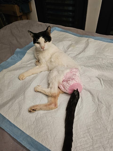 Disposable Female Dog Diaper, Adjustable Tail Hole, Green, 24 Pcs/ Pack