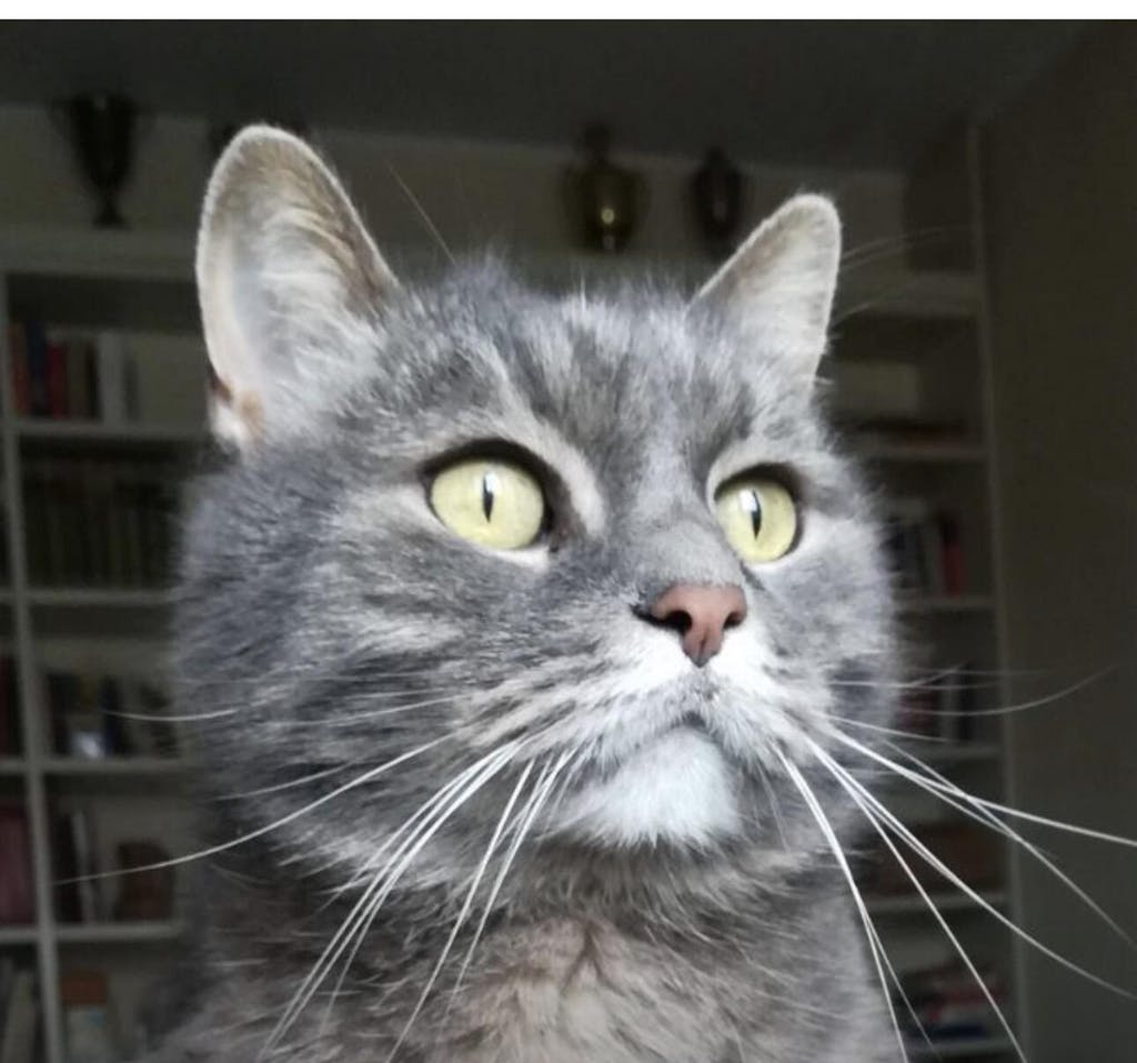 Gioiello animale domestico - Collana goccia