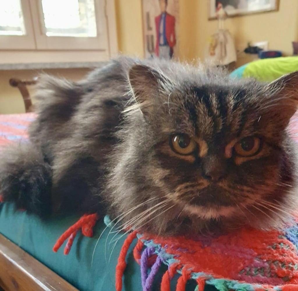 Bracciale gatto personalizzato - Bracciale con catena e ciondolo tondo