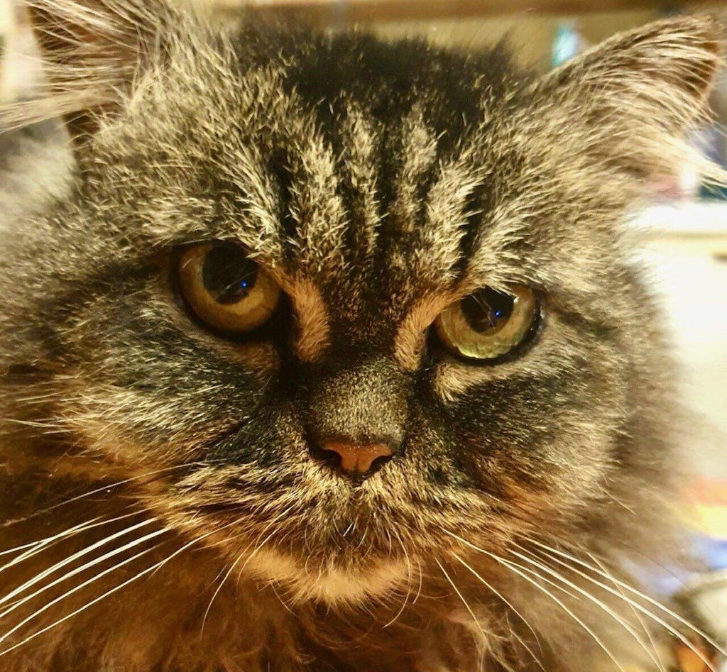 Bracciale gatto personalizzato - Bracciale con catena e ciondolo tondo