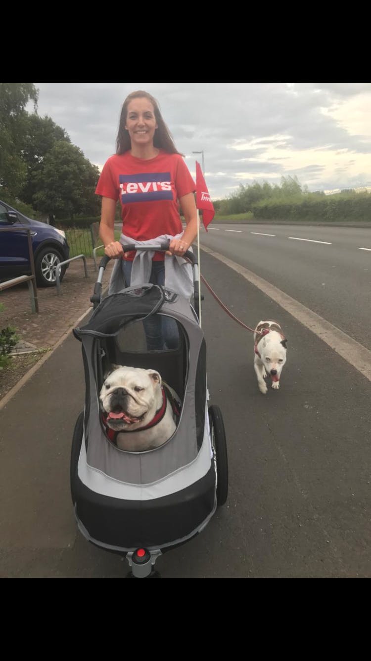 dog walking pram