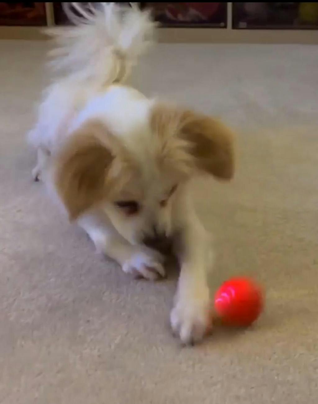 Vibrating Dog Ball Toy for Dogs & Cats – Interactive Bouncing