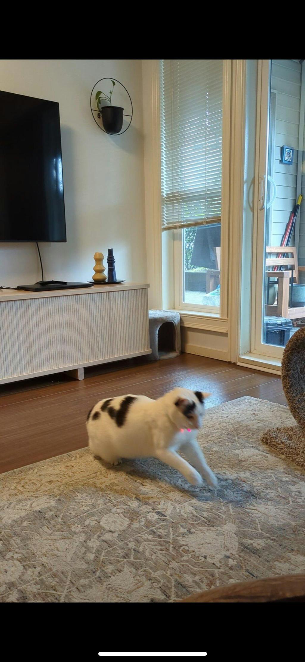 Smart Laser Cat Collar – Interactive Toy for Active Play