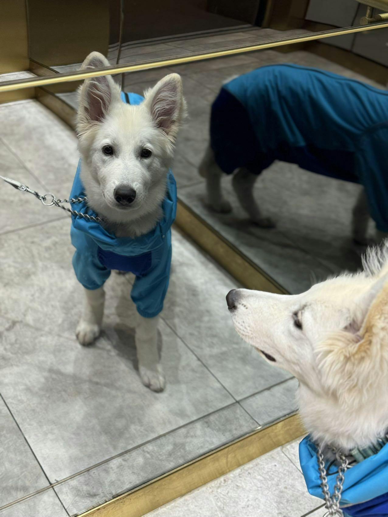 Dog Breathable Raincoat With Legs - Sky Blue | PETT2GO