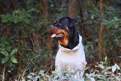 狗狗連身式極輕風衣 -灰色 (台灣出貨)