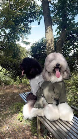 狗狗連身式極輕風衣 -灰色 (台灣出貨)