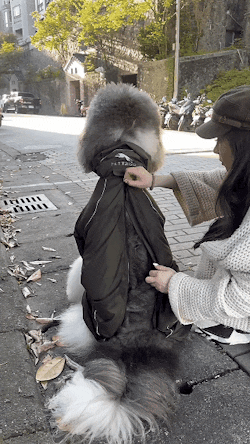 狗狗連身式極輕風衣 -深綠色(台灣出貨)