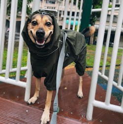 狗狗連身式極輕風衣 -深綠色(台灣出貨)