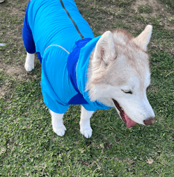 狗狗連身式透氣雨衣 -天空藍(台灣出貨)