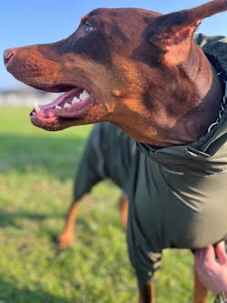 狗狗連身式極輕風衣 -深綠色(台灣出貨)