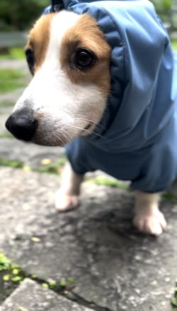 狗狗連身式透氣雨衣 -晨霧藍(台灣限定款)